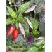 Fairy light x Hot Pellet Pepper Seeds 