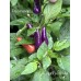 Fairy light x Hot Pellet Pepper Seeds 