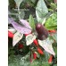 Fairy light x Hot Pellet Pepper Seeds 