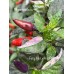 Fairy light x Hot Pellet Pepper Seeds 