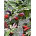 Fairy light x Hot Pellet Pepper Seeds 