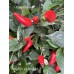 Fairy light x Hot Pellet Pepper Seeds 