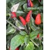 Fairy light x Hot Pellet Pepper Seeds 