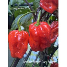 Carolina Reaper Dark Magma Pepper Seeds