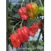 Carolina Reaper Dark Magma Pepper Seeds