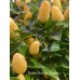 Numex Summer Solstice Pepper Seeds