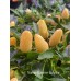 Numex Summer Solstice Pepper Seeds