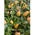 Numex Summer Solstice Pepper Seeds