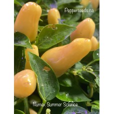 Numex Summer Solstice Pepper Seeds
