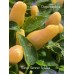 Numex Summer Solstice Pepper Seeds