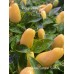 Numex Summer Solstice Pepper Seeds
