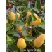 Numex Summer Solstice Pepper Seeds