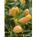 Numex Summer Solstice Pepper Seeds