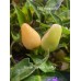 Numex Summer Solstice Pepper Seeds