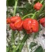 7-Pot Bubble-Gum X Trinidad Scorpion Moruga Pepper Seeds 