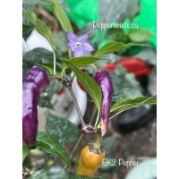 EK2 Pepper Seeds 