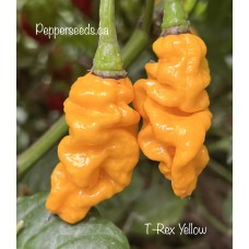 T-Rex Yellow Pepper Seeds 