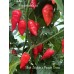 Bhut Jolokia x Pequin Cross Pepper Seeds 