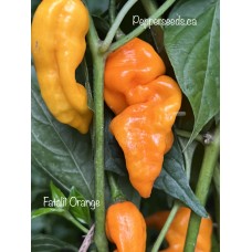 Fatalii Orange Pepper Seeds