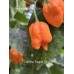 Carolina Reaper Orange Pepper Seeds Carolina Reaper Orange Pepper Seeds