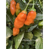 Jes's Morangum Orange Pepper Seeds 