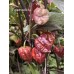 Orion Pepper Seeds Orion Pepper Seeds