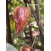 Orion Pepper Seeds Orion Pepper Seeds