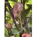 Orion Pepper Seeds Orion Pepper Seeds