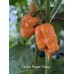 Carolina Reaper Orange Pepper Seeds Carolina Reaper Orange Pepper Seeds