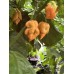 Carolina Reaper Orange Pepper Seeds Carolina Reaper Orange Pepper Seeds