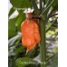 Carolina Reaper Orange Pepper Seeds Carolina Reaper Orange Pepper Seeds