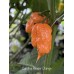 Carolina Reaper Orange Pepper Seeds Carolina Reaper Orange Pepper Seeds