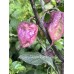 Carolina Reaper Purple Orange Pepper Seeds 