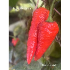Devils Brains Red Pepper Seeds 