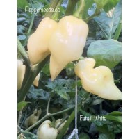 Fatalii White Pepper Seeds 
