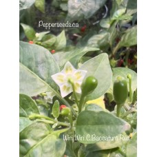 Wiri Wiri C.Baccatum Red Pepper Seeds 