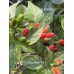 Wiri Wiri C.Baccatum Red Pepper Seeds Wiri Wiri C.Baccatum Red Pepper Seeds