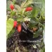 Wiri Wiri C.Baccatum Red Pepper Seeds Wiri Wiri C.Baccatum Red Pepper Seeds
