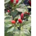 Wiri Wiri C.Baccatum Red Pepper Seeds Wiri Wiri C.Baccatum Red Pepper Seeds