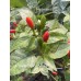 Wiri Wiri C.Baccatum Red Pepper Seeds Wiri Wiri C.Baccatum Red Pepper Seeds