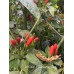 Wiri Wiri C.Baccatum Red Pepper Seeds Wiri Wiri C.Baccatum Red Pepper Seeds
