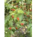 Wiri Wiri C.Baccatum Red Pepper Seeds Wiri Wiri C.Baccatum Red Pepper Seeds