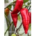 7-Pot Bubble Gum x Tigers Teeth Pepper Seeds 