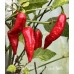 7-Pot Bubble Gum x Tigers Teeth Pepper Seeds 