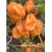 Bahamian Beast Peach V2 Pepper Seeds Bahamian Beast Peach V2 Pepper Seeds