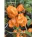 Bahamian Beast Peach V2 Pepper Seeds Bahamian Beast Peach V2 Pepper Seeds