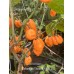 Bahamian Beast Peach V2 Pepper Seeds Bahamian Beast Peach V2 Pepper Seeds
