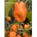 Bahamian Beast Peach V2 Pepper Seeds Bahamian Beast Peach V2 Pepper Seeds