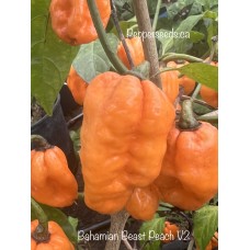 Bahamian Beast Peach V2 Pepper Seeds