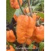 Bahamian Beast Peach V2 Pepper Seeds Bahamian Beast Peach V2 Pepper Seeds